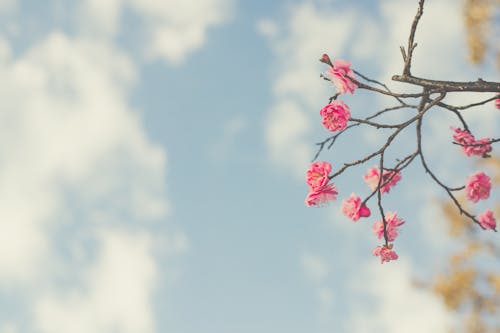 Gratis lagerfoto af blomsterfotografering, blomstrende, dybde