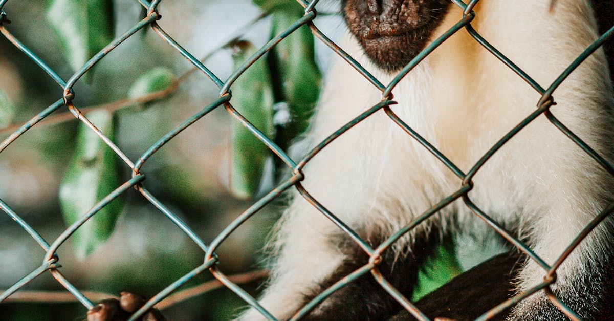 How much is a marmoset monkey cost