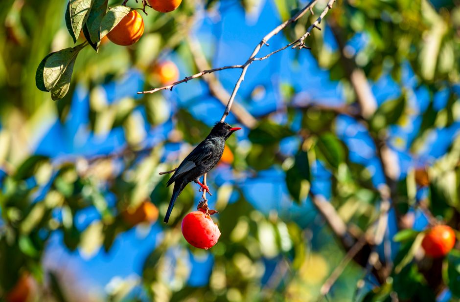 bird removal near me Bandini bird removal Bandini