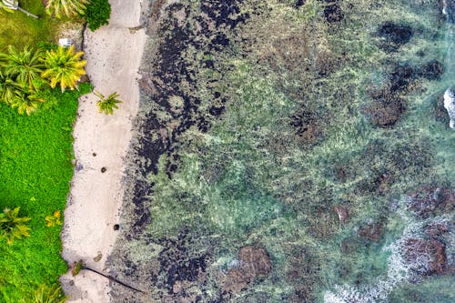 Základová fotografie zdarma na téma letecká fotografie, moře, palmy