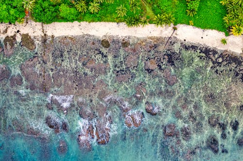 Aerial View of Sea Waves and Shoreline Near Trees