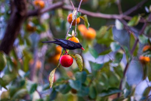 Black Bird with Red Beak Perching on a Fruit Tree