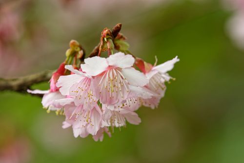 Free Close-up of delicate pink cherry blossoms in spring with a soft green background. Stock Photo