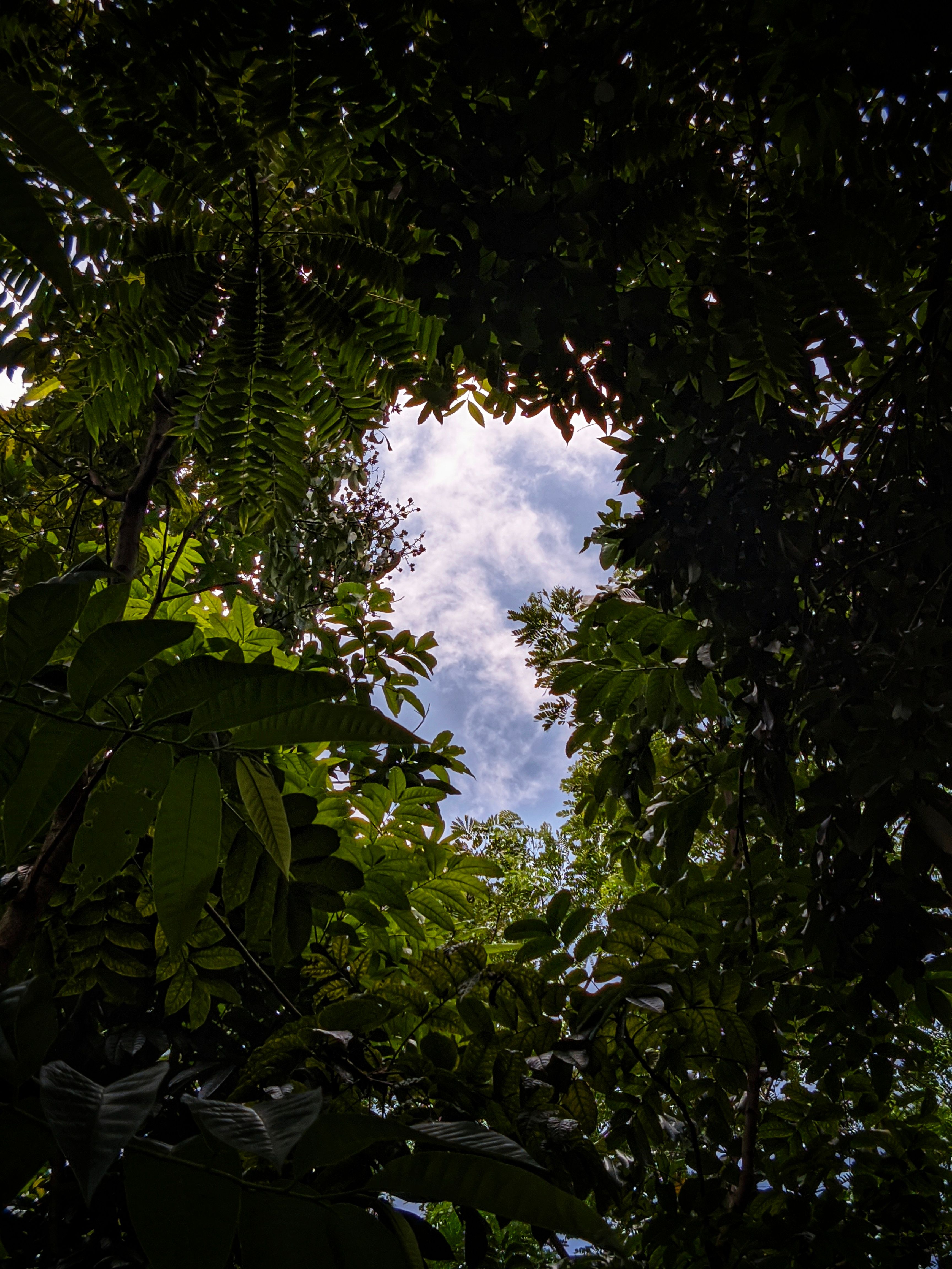 Green Trees Under Blue Sky and White Clouds · Free Stock Photo
