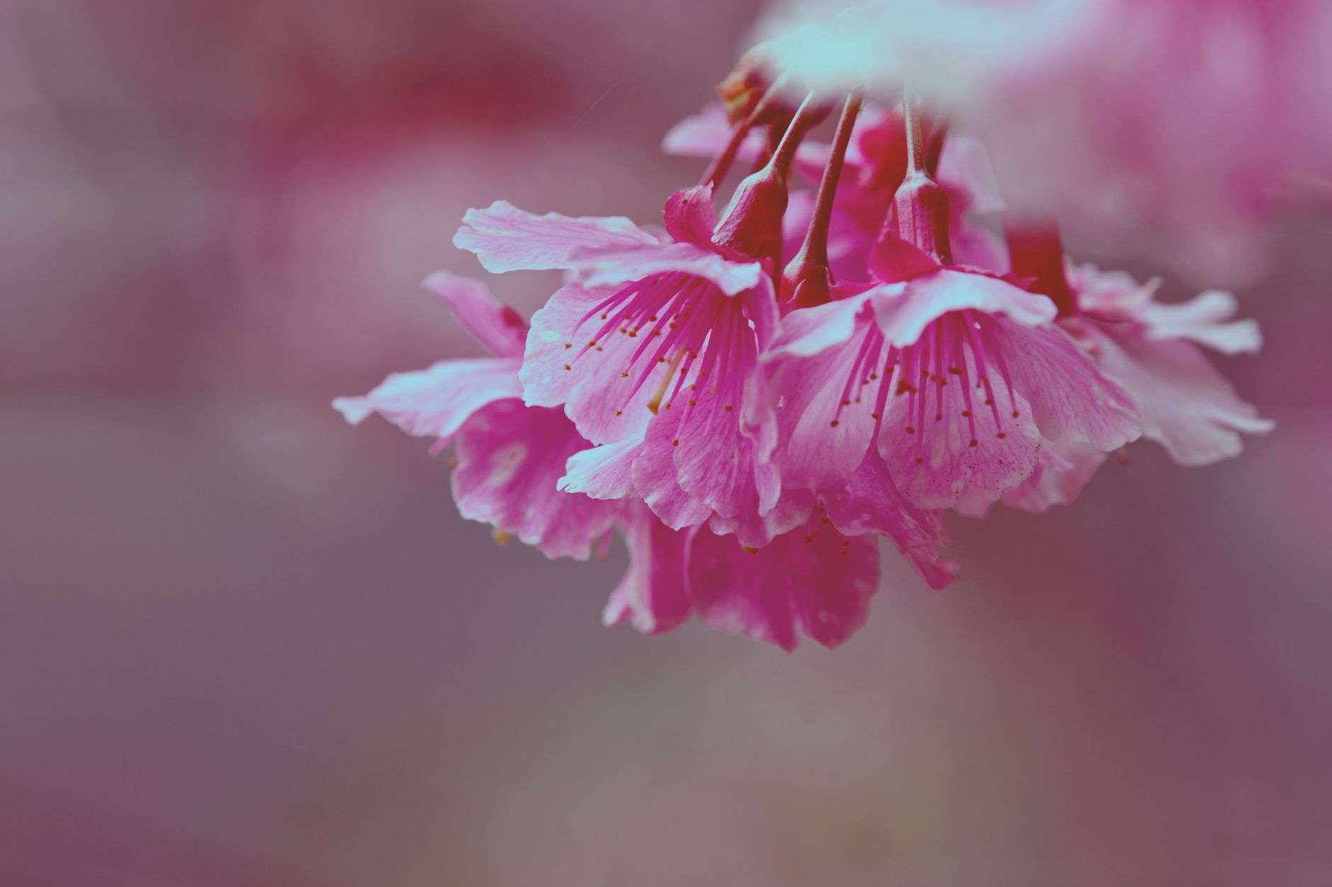 A stunning close-up of vibrant pink cherry blossoms in bloom captured in soft focus.