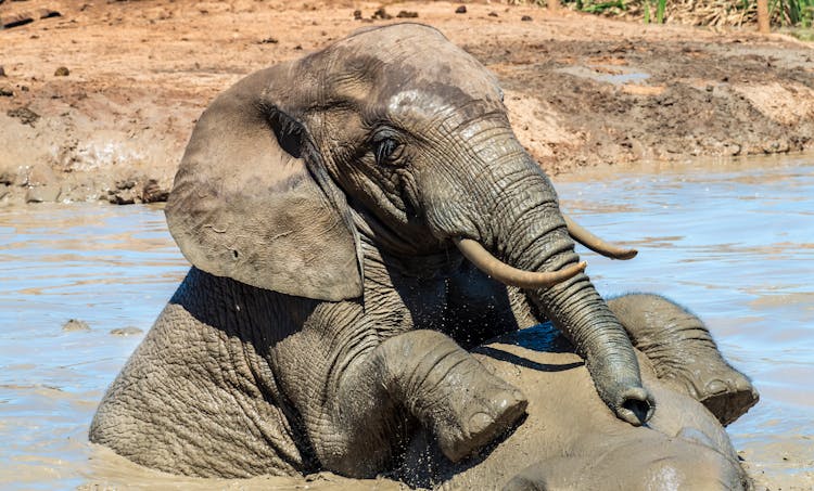 Elephants Playing In Water