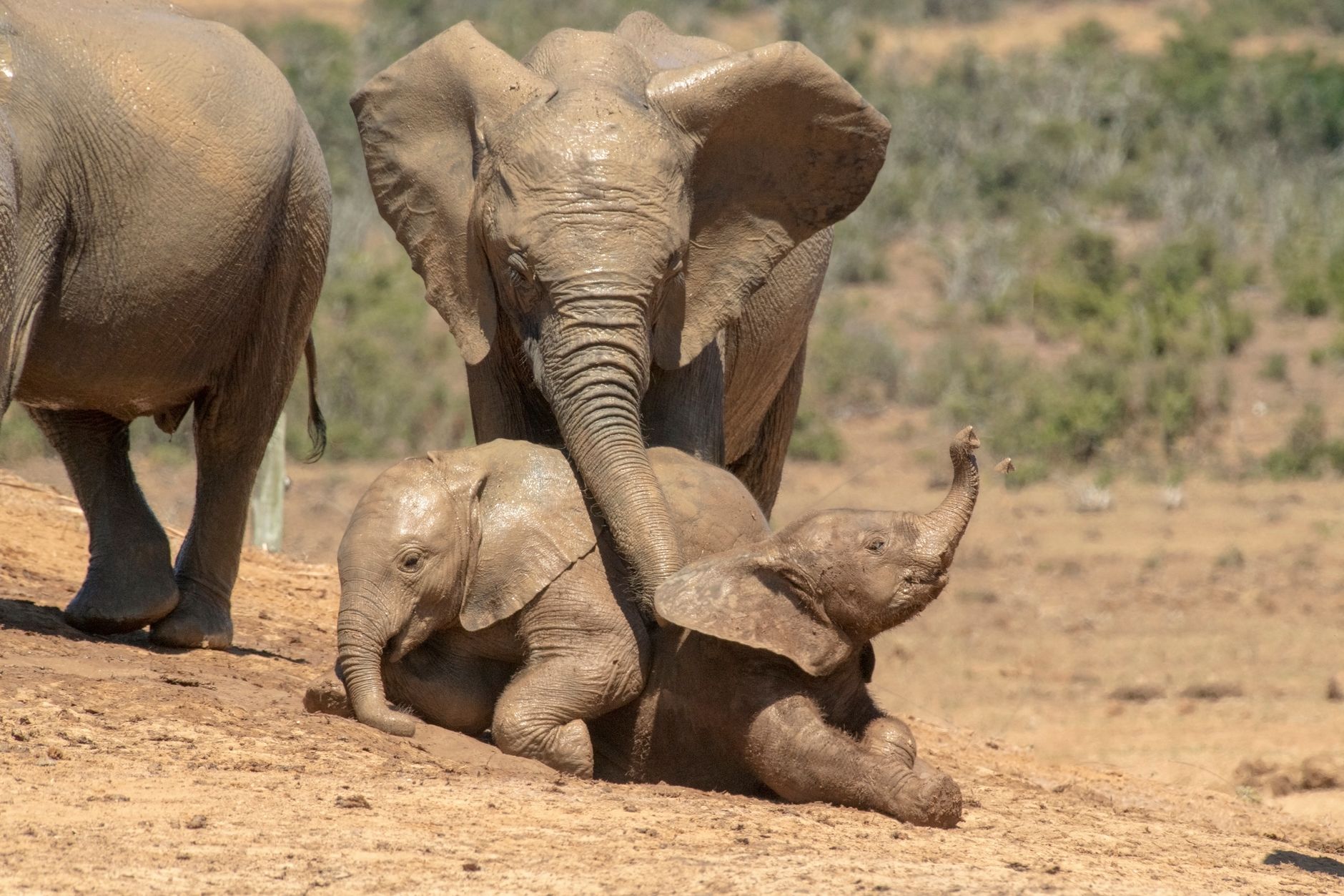 When to Book a Hwange Safari for 2027