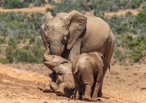 20 000+ Bébé Éléphant banque d'images et photos libres de droit