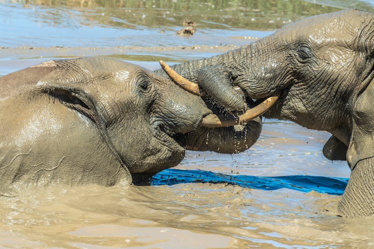 Elephants Playing In Water