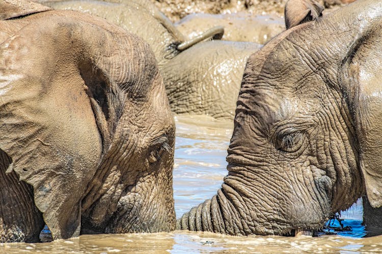 Elephants Wading In River 