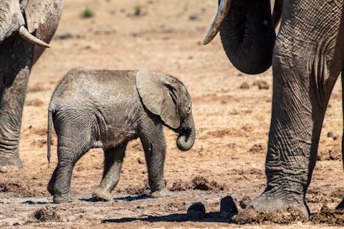 Fotos de stock gratuitas de al aire libre, animal, bebé elefante