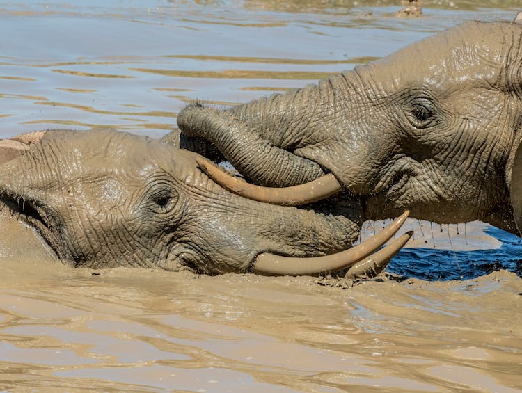 Elephants On Water