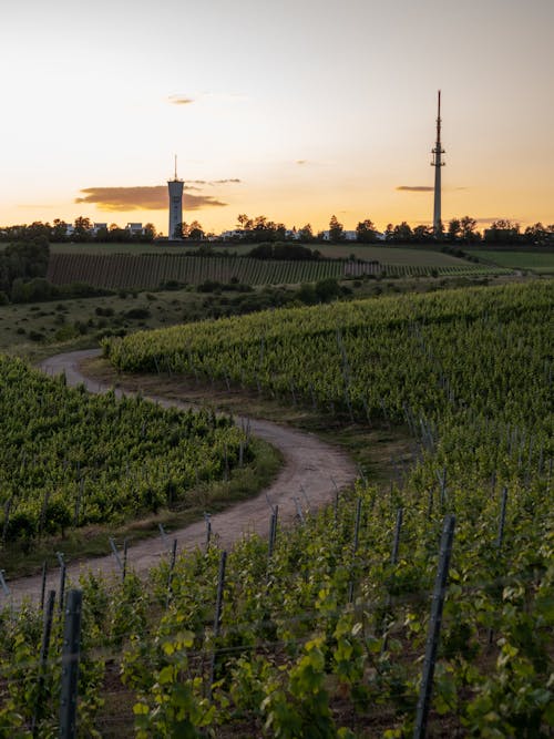 Green Vineyard During Sunset