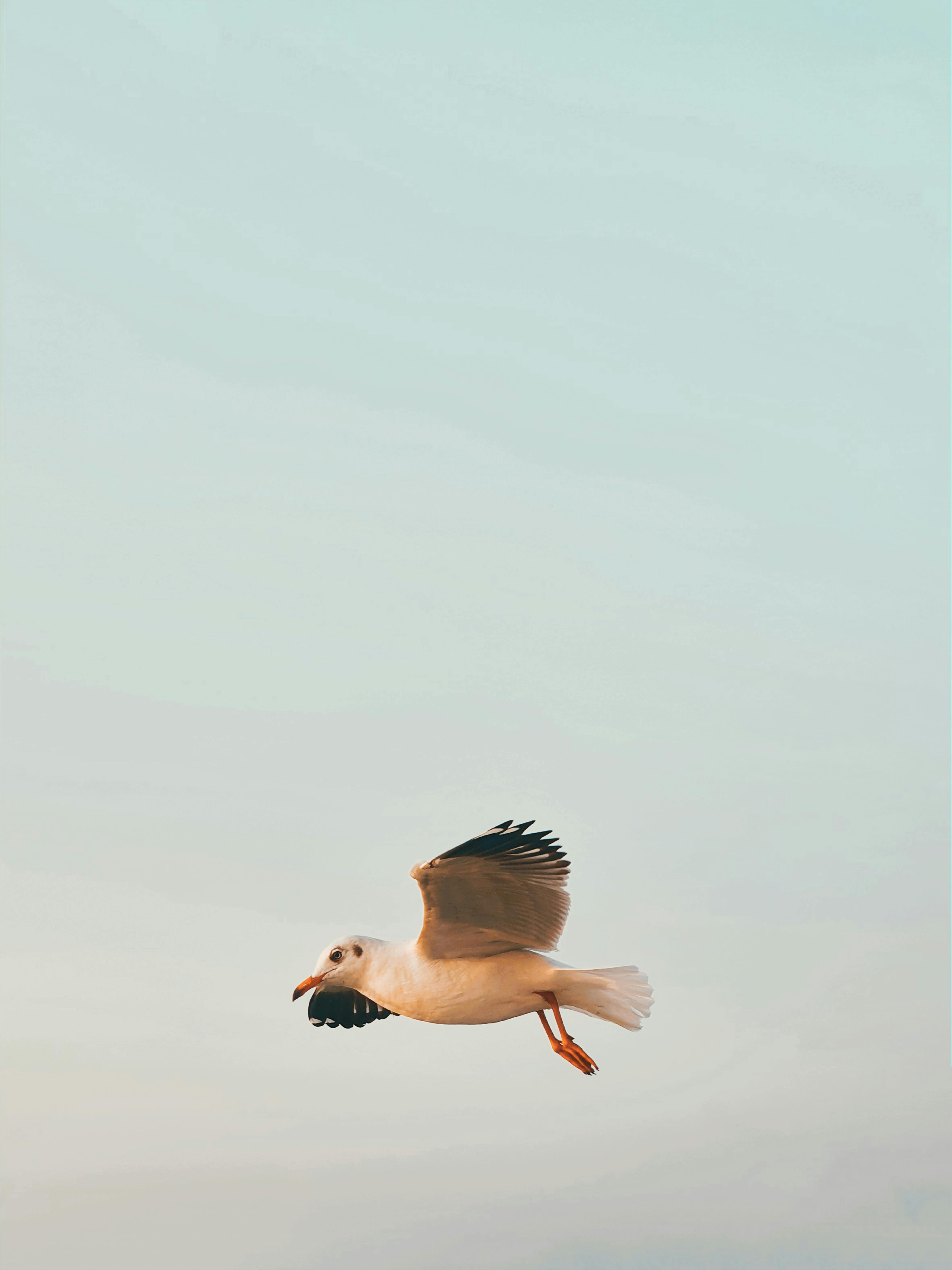 seagull flying in cloudy sky