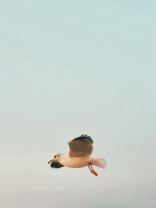 Seagull flying in cloudy sky