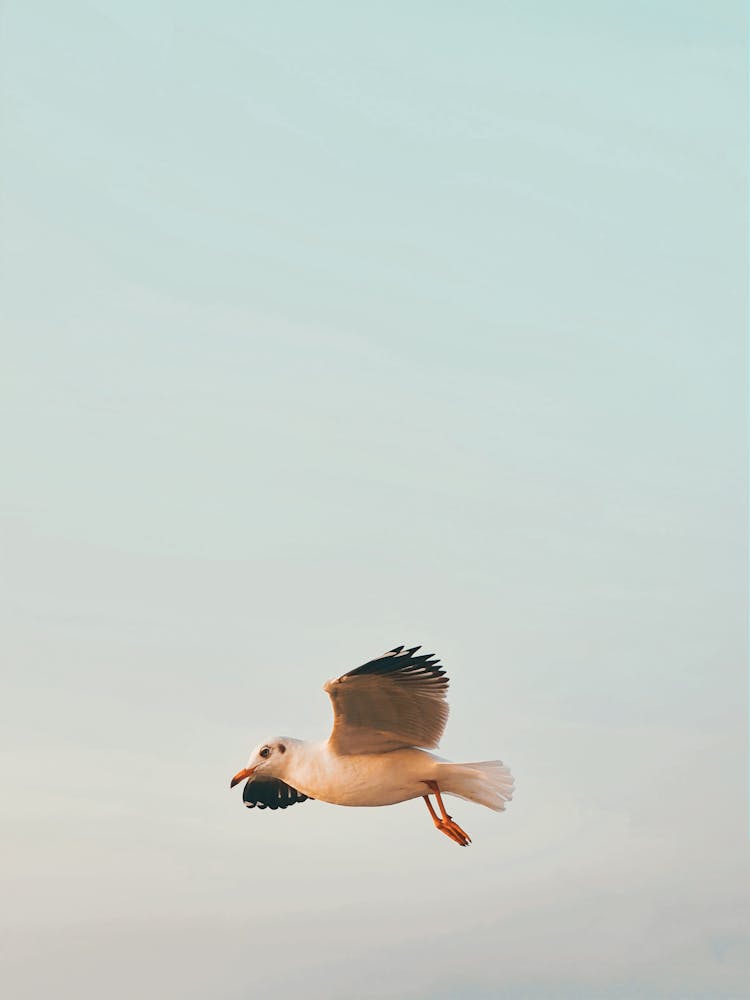 Seagull Flying In Cloudy Sky