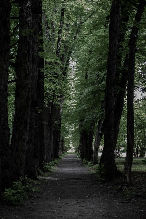 Free Tranquil wooded path in Drammen, Norway, surrounded by tall trees. Stock Photo