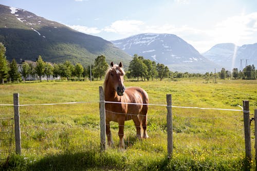 Δωρεάν στοκ φωτογραφιών με αγρόκτημα, άλογο, βοσκοτόπι