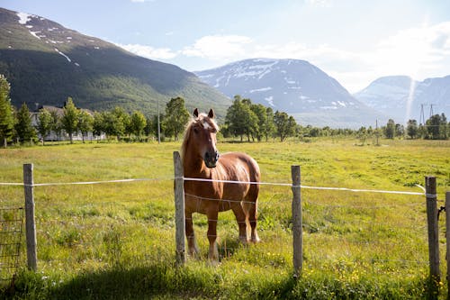 Photos gratuites de animal, barrière, campagne