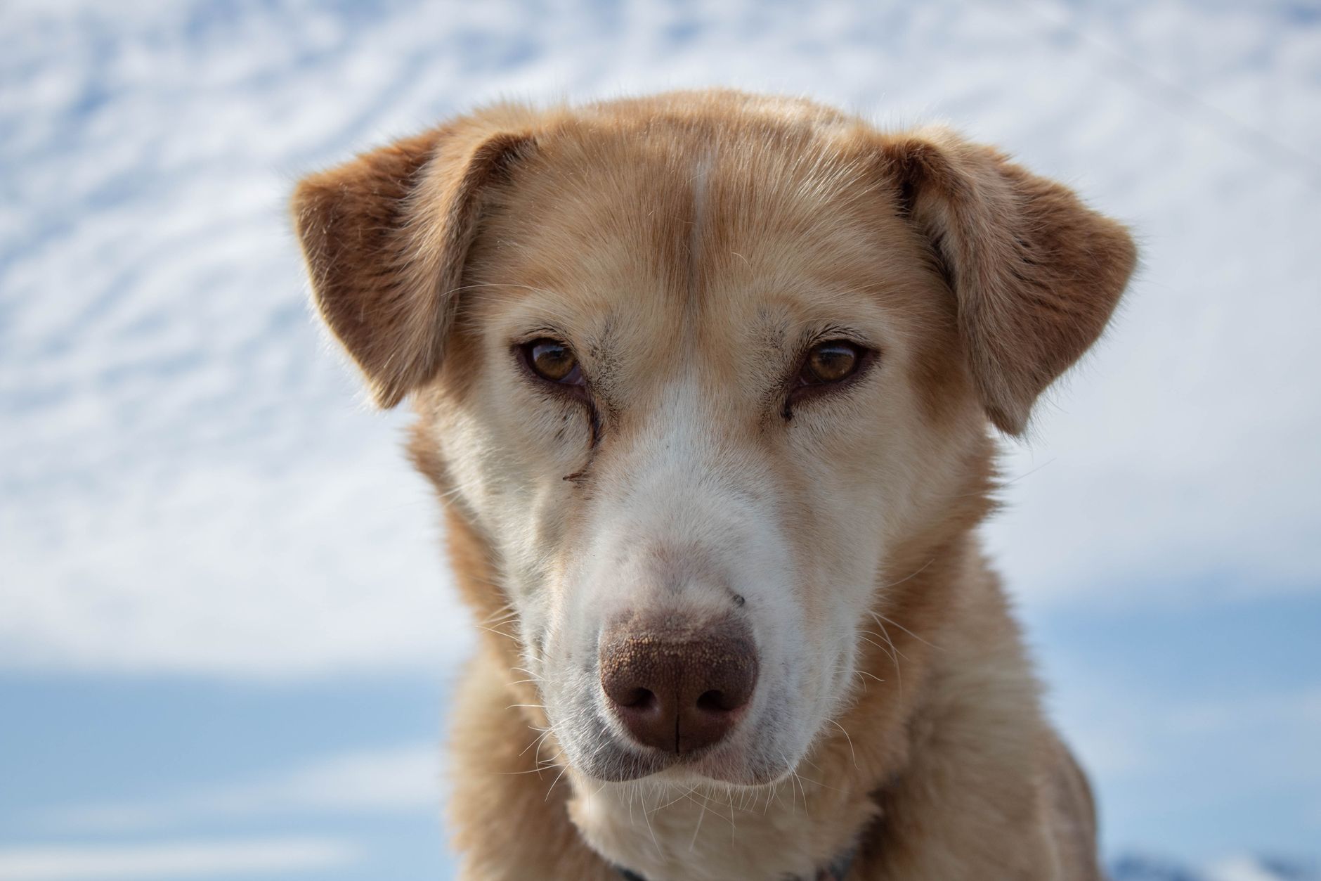Veterinary care for a dog