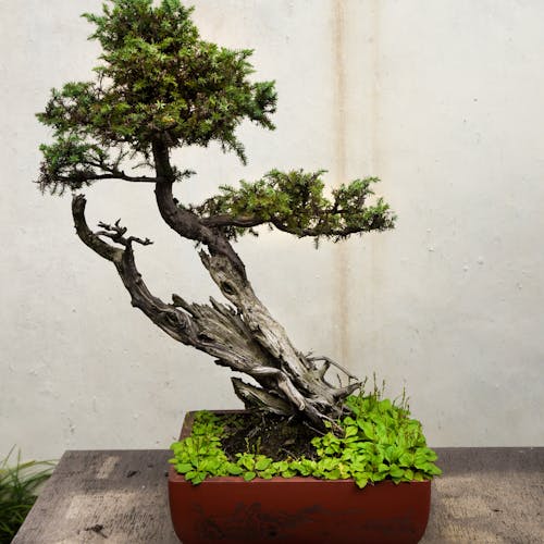 Best Twisted juniper bonsai tree in a rectangular red pot