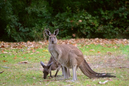 Imagine de stoc gratuită din 2020 tapet, adelaide, adorabil