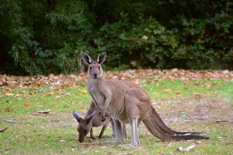 Brown Kangaroo On Green Grass Field