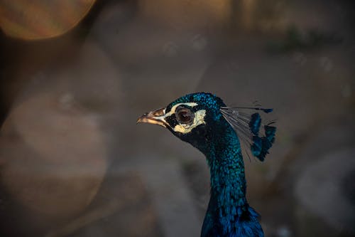 Blue Peacock in Close Up Photography