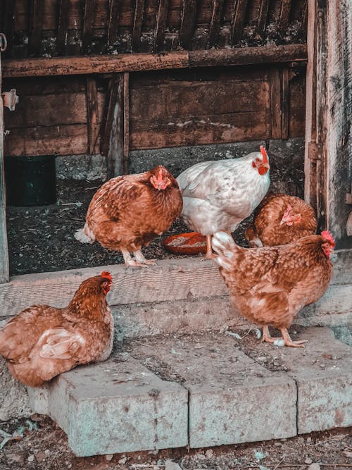 Free Hens in a Chicken Coop  Stock Photo