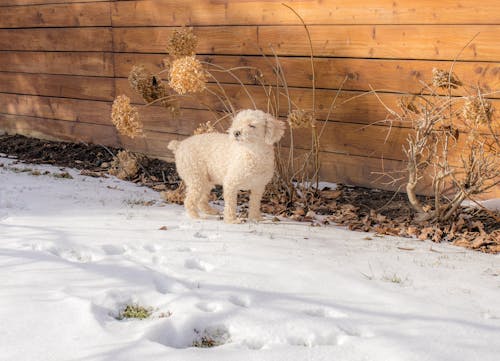 Ingyenes stockfotó aranyos kutyák, játék uszkár, Kanada témában
