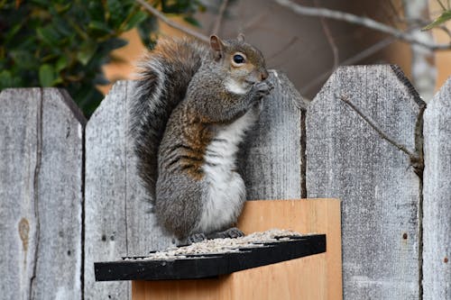 Free Brown and White Squirrel Beside Brown Wooden Fence Stock Photo