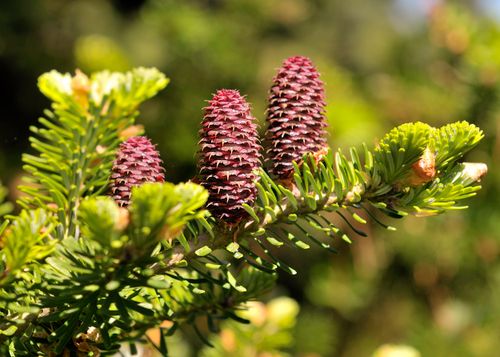 Free Detailed view of young Korean fir cones with vibrant green needles. Stock Photo