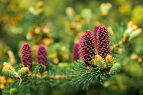 Purple Pine Cones in a Tree