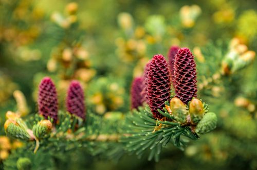 Free Detailed view of purple fir cones growing on a lush evergreen branch in natural light. Stock Photo