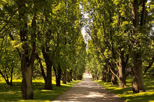 Darmowe zdjęcie z galerii z bruk, drzewa, natura