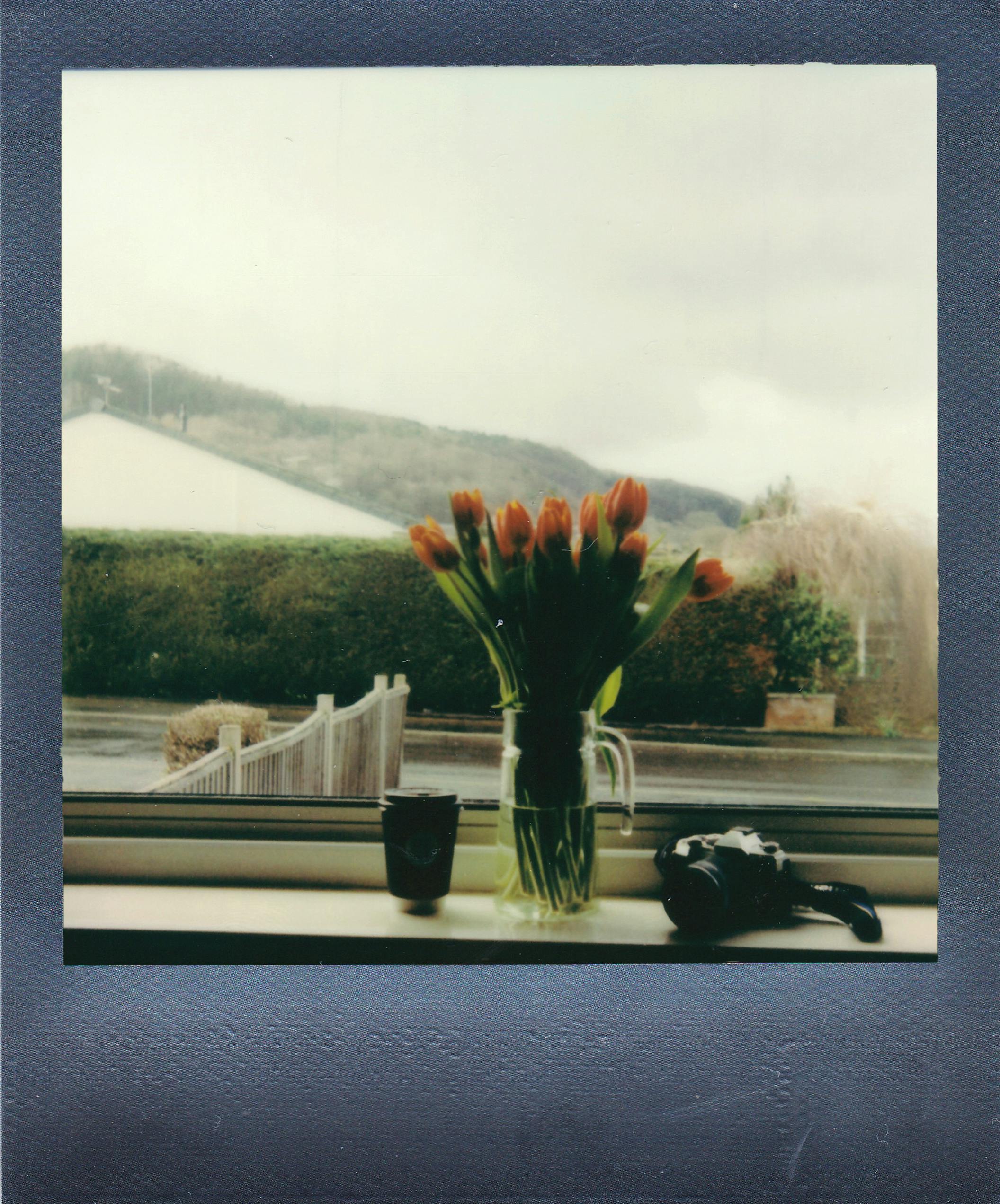 Polaroid image of tulips in vase by window with vintage camera.