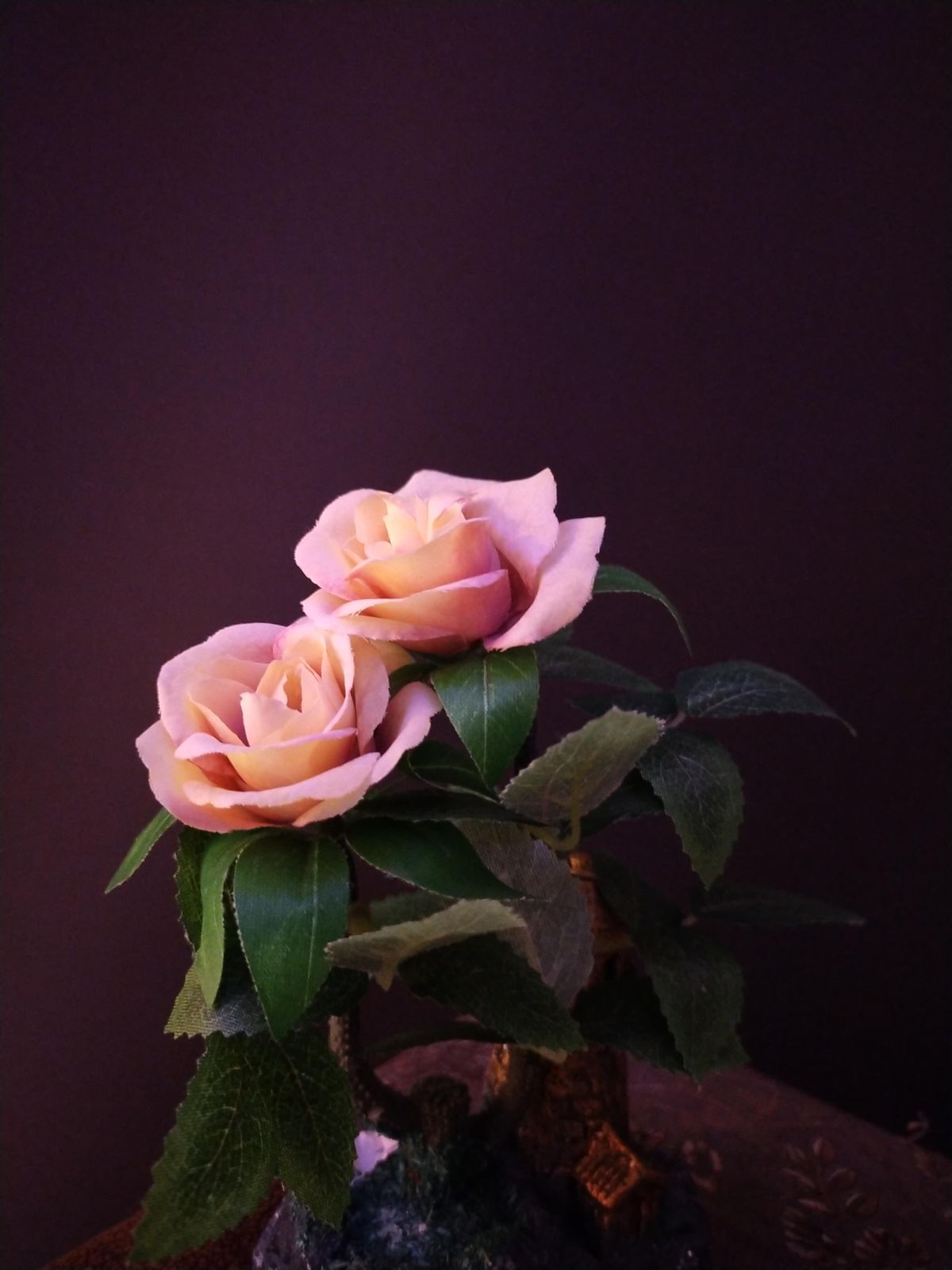 Pink damask roses in full bloom against dark foliage