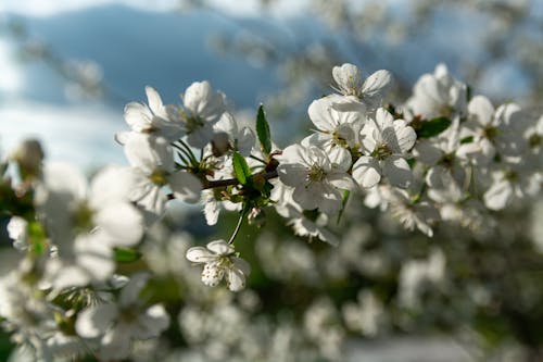 Close-Up Shot of Cherry Blossoms 