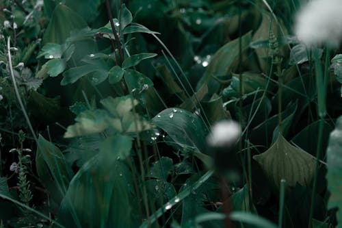 bereketli, bitki örtüsü, çim içeren Ücretsiz stok fotoğraf