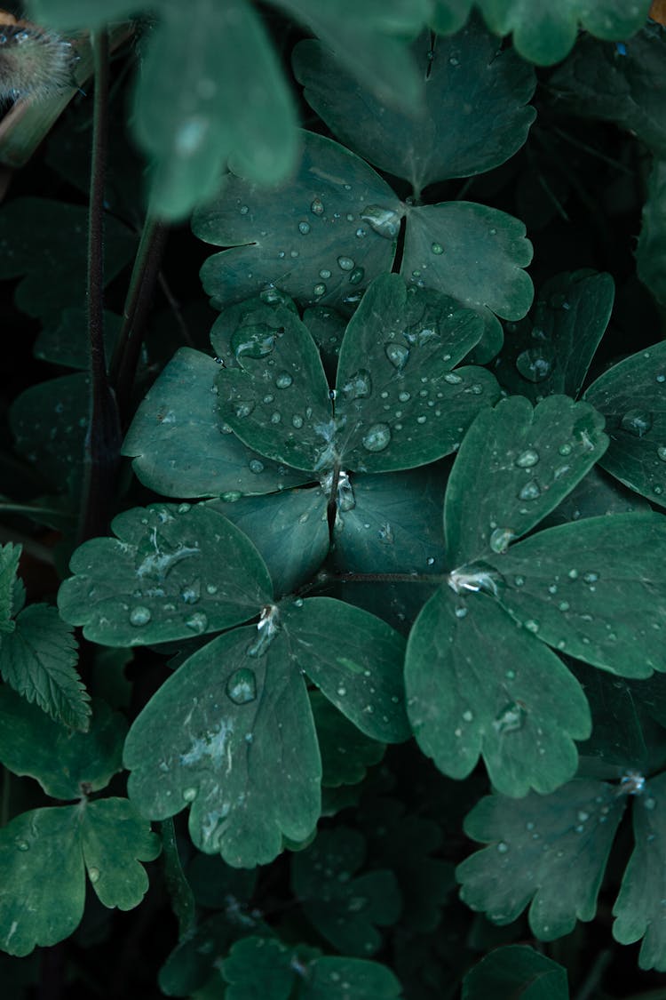 A Wet Celandine Leaves