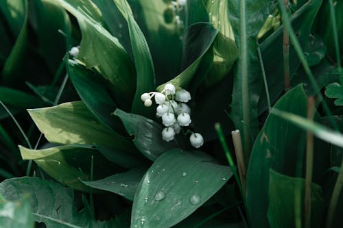 植物, 濡れる, 緑の無料の写真素材