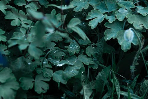 Close Up of Wet Leaves