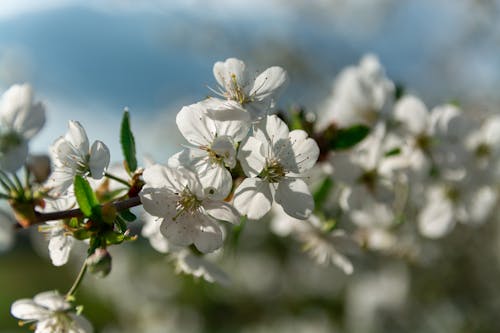 White Cherry Blossoms in Close-up Photography