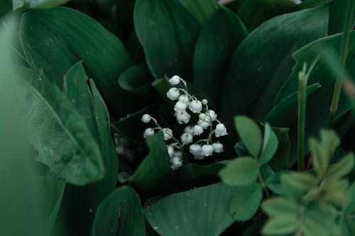 Lily of the Valley Tiny Flowers Among Green Leaves