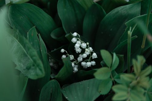 Free Detailed close-up of delicate lily of the valley flowers surrounded by lush green leaves. Stock Photo
