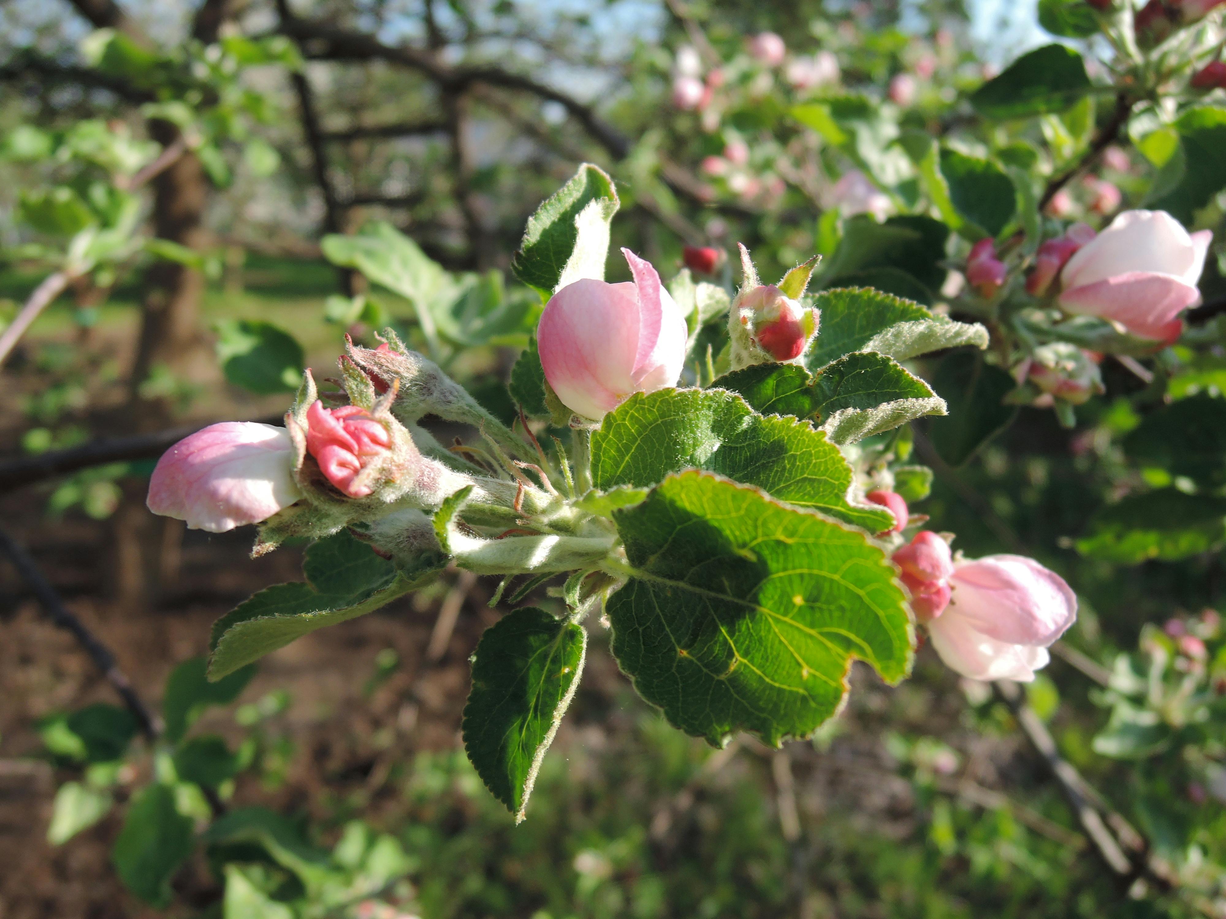 Free stock photo of blooming, garden, green