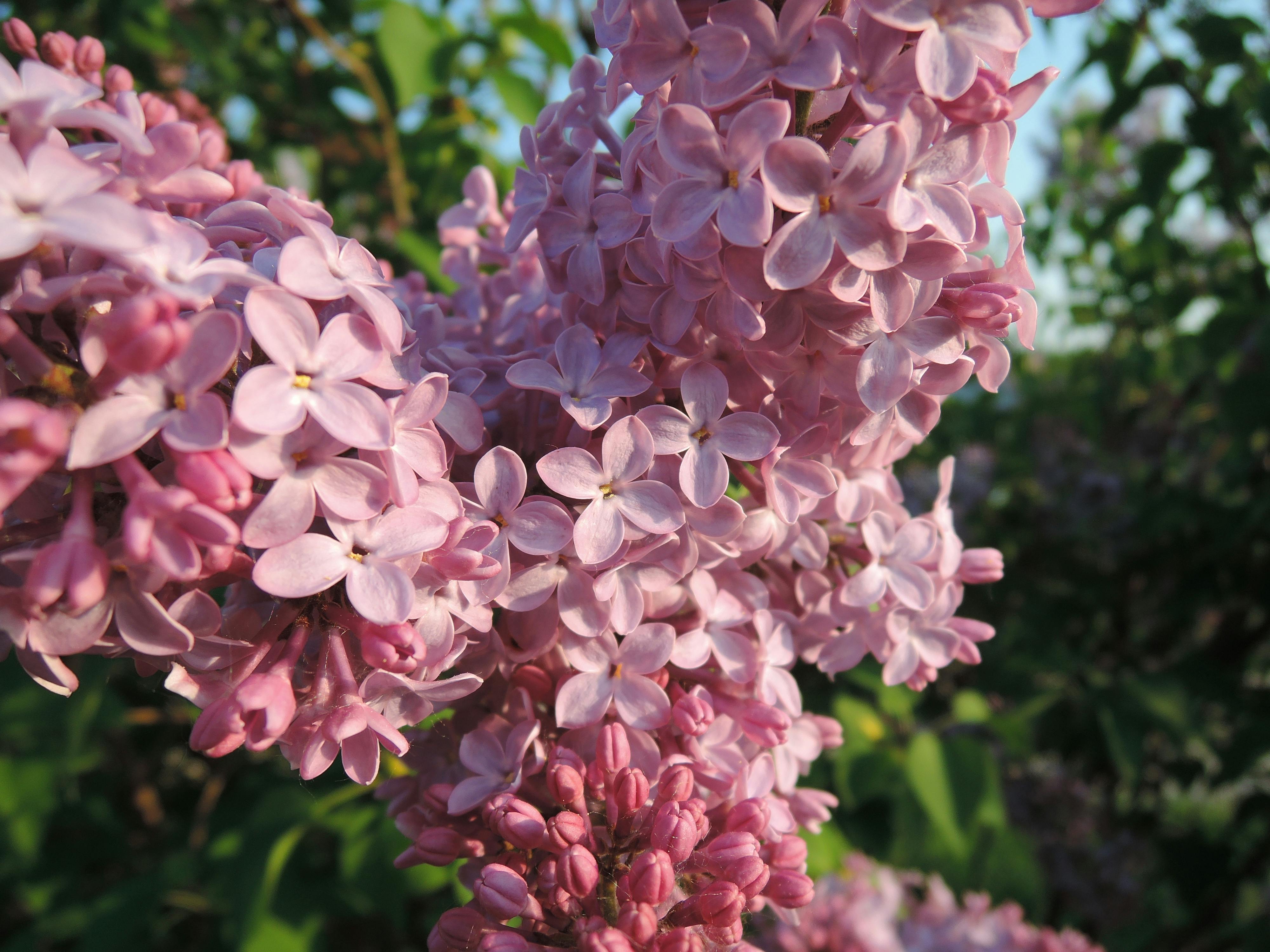 Free stock photo of blooming lilac, lilac, sunny lilac