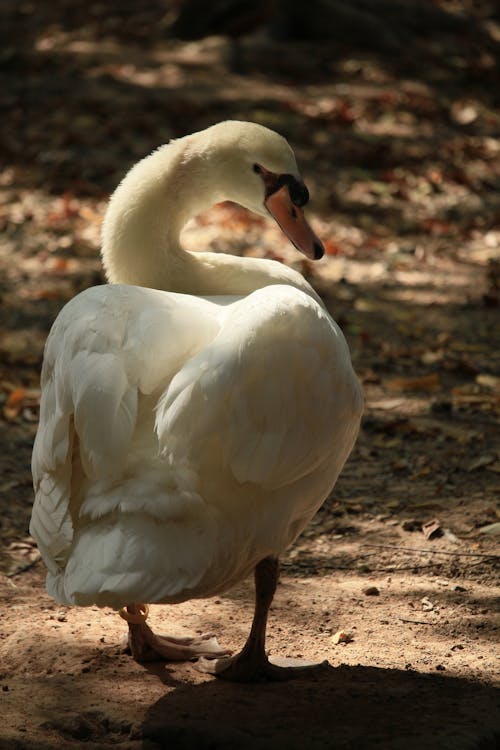 White Swan on Brown Soil