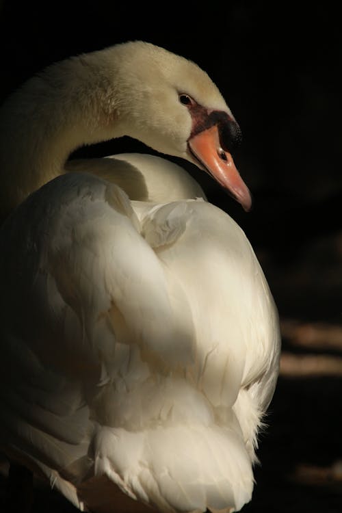 bezplatná Základová fotografie zdarma na téma bílá labuť, detail, divoký Základová fotografie