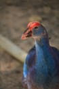 Blue and Red Bird in Close-Up Photography